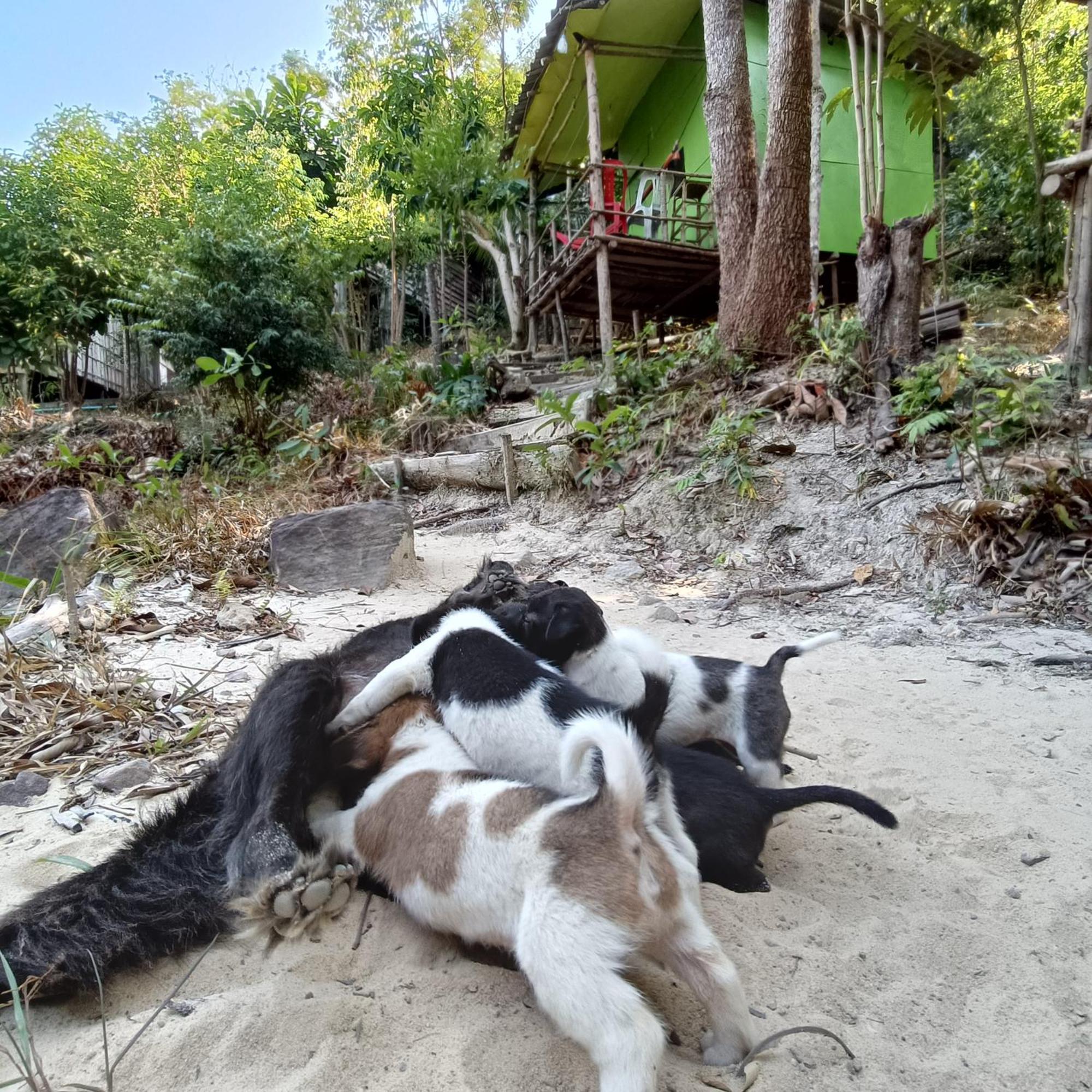 Sweet Jungle Camping Kaoh Touch 外观 照片